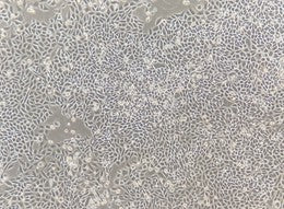 Chinese Hamster Ovary (CHO) K1 Cells - MycoFold